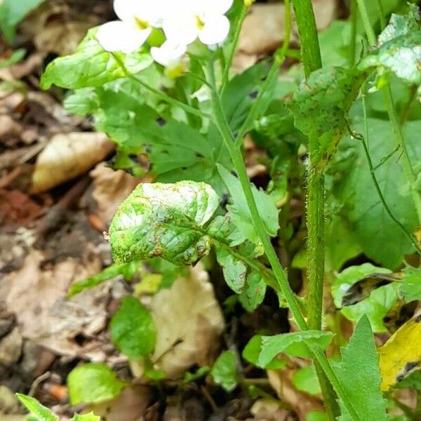 Arabis alpina Hábito