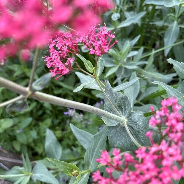 Centranthus lecoqii برگ