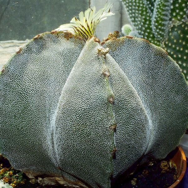 Astrophytum myriostigma Hábitos