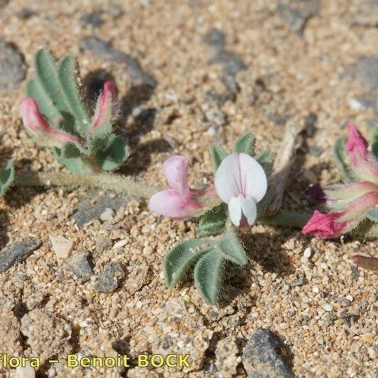 Lotus glinoides Hábito