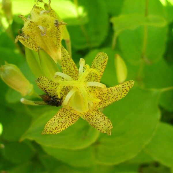 Tricyrtis latifolia Квітка
