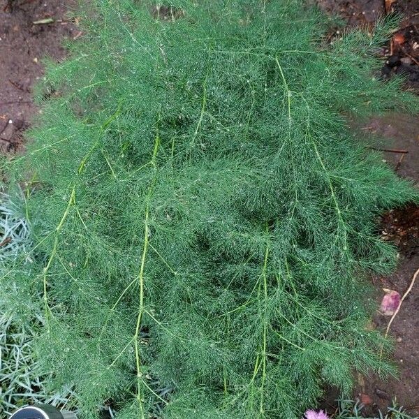 Asparagus tenuifolius Хабит