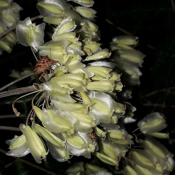 Thapsia garganica Blüte