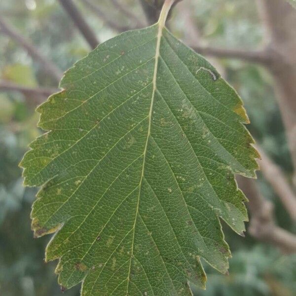 Sorbus intermedia Blad