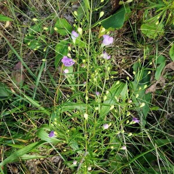 Agalinis tenuifolia Кветка