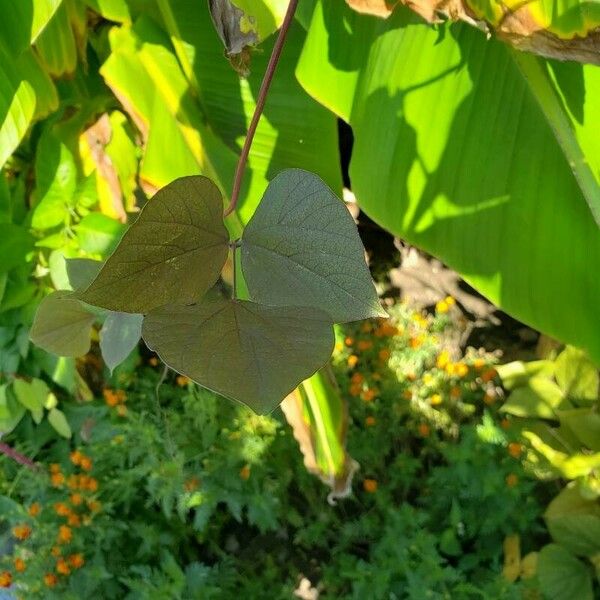 Lablab purpureus Leaf