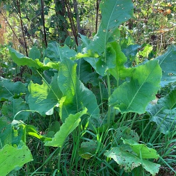 Rumex confertus Blad