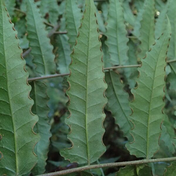 Blotiella currorii Blad