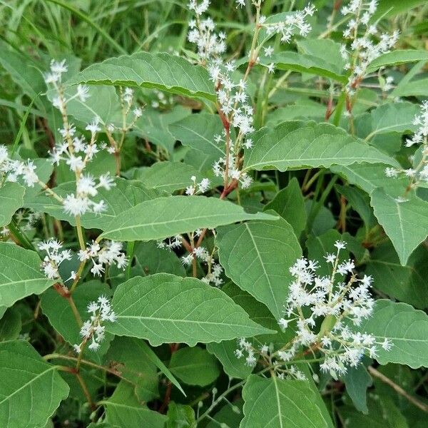 Reynoutria × bohemica Blomst