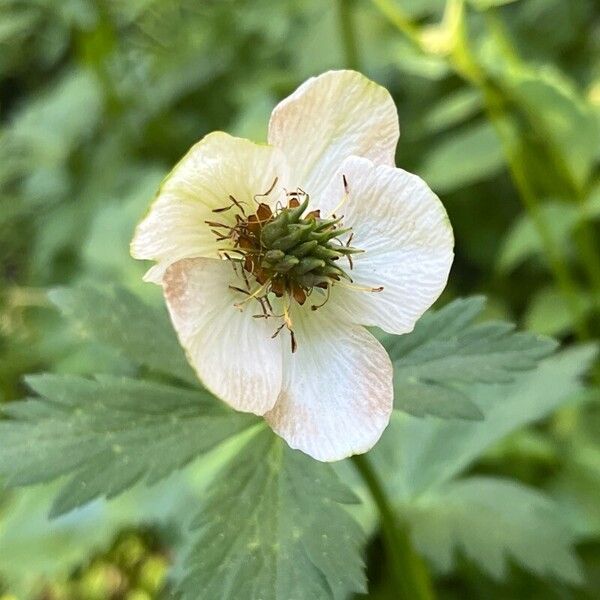 Trollius laxus 花