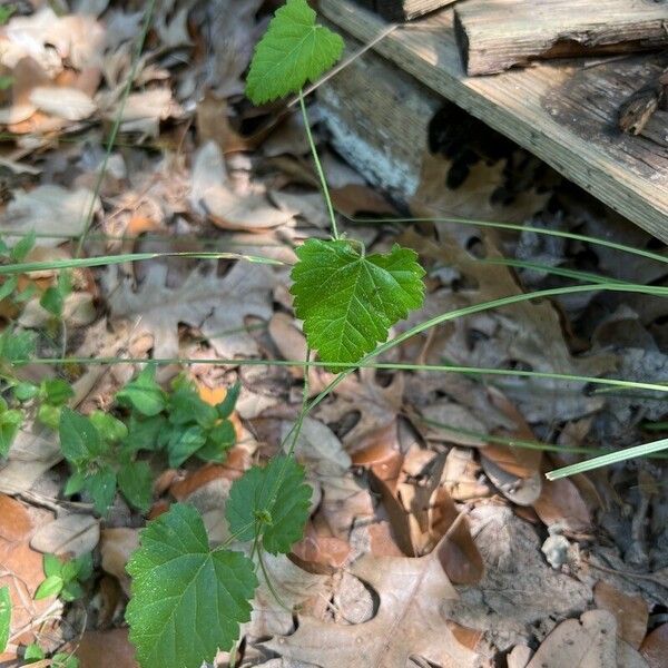 Tragia cordata 整株植物