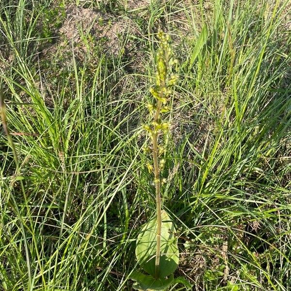 Neottia ovata Flower