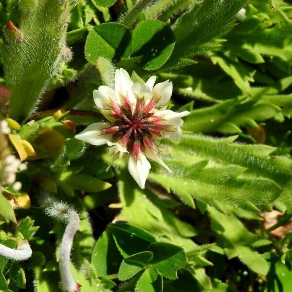 Trifolium occidentale Flower