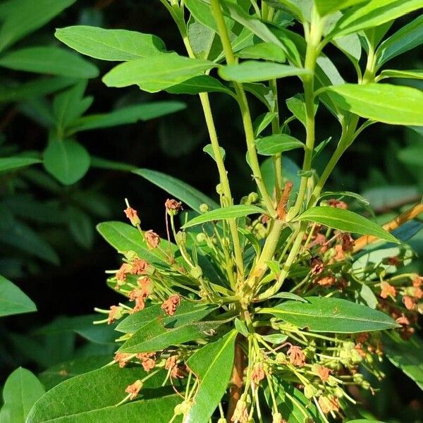 Kalmia angustifolia Други