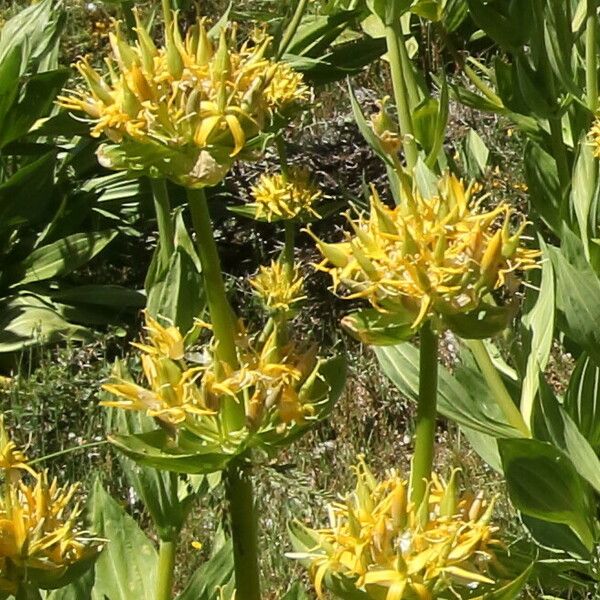 Gentiana lutea Flower