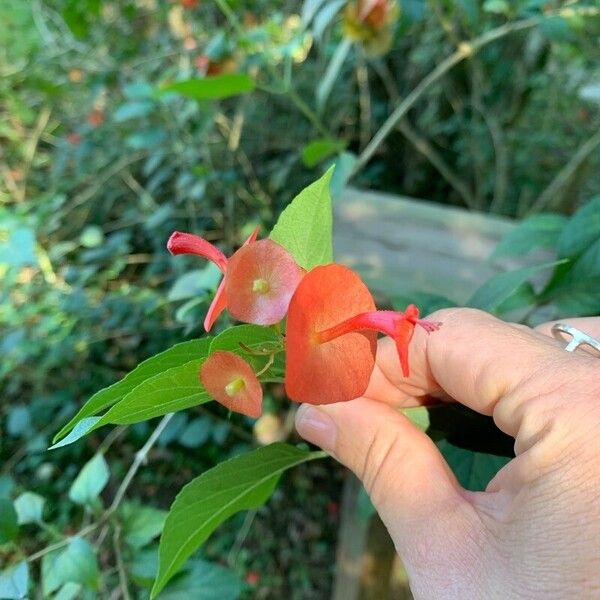 Holmskioldia sanguinea Õis