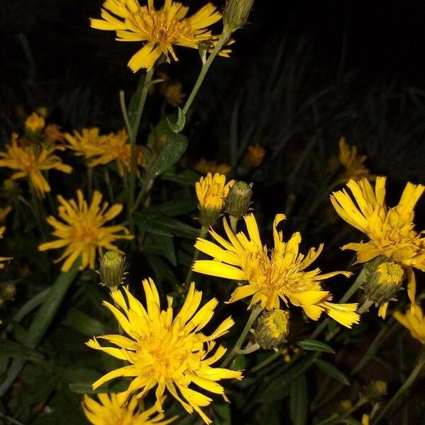 Hieracium umbellatum Цвят