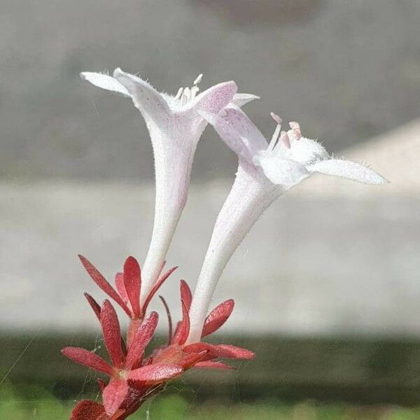 Abelia grandiflora 花