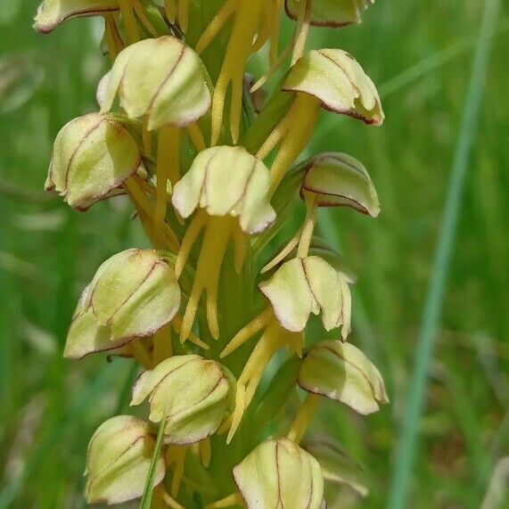 Orchis anthropophora Bloem