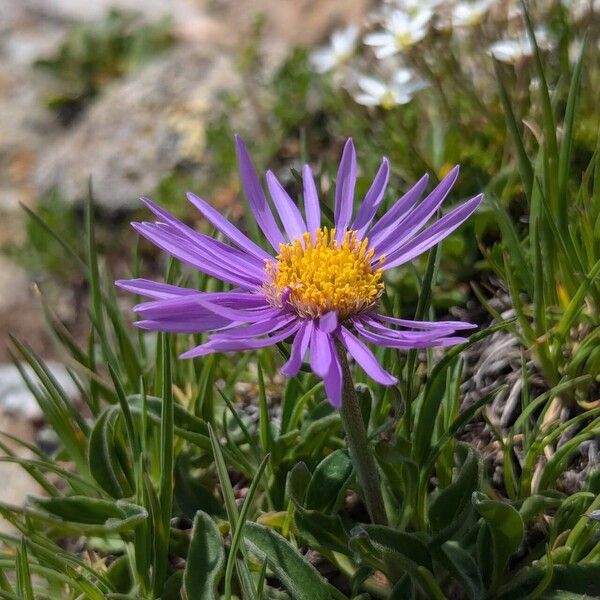 Aster alpinus Habit