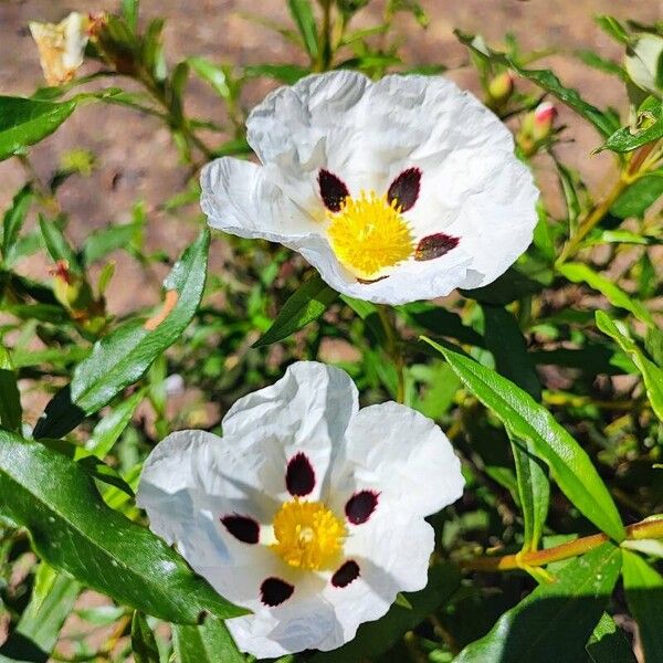 Cistus ladanifer പുഷ്പം