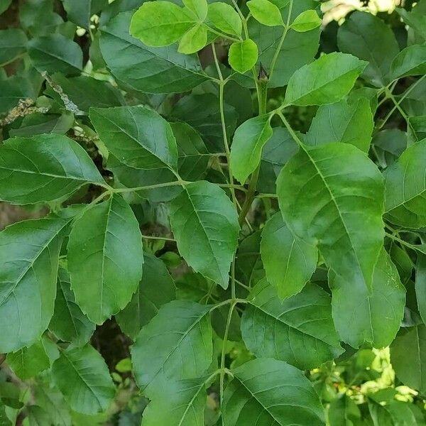 Fraxinus ornus 葉