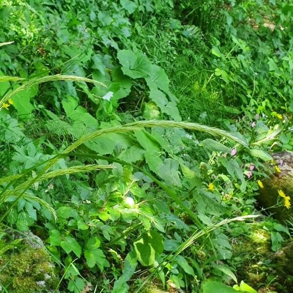 Elymus caninus Žiedas