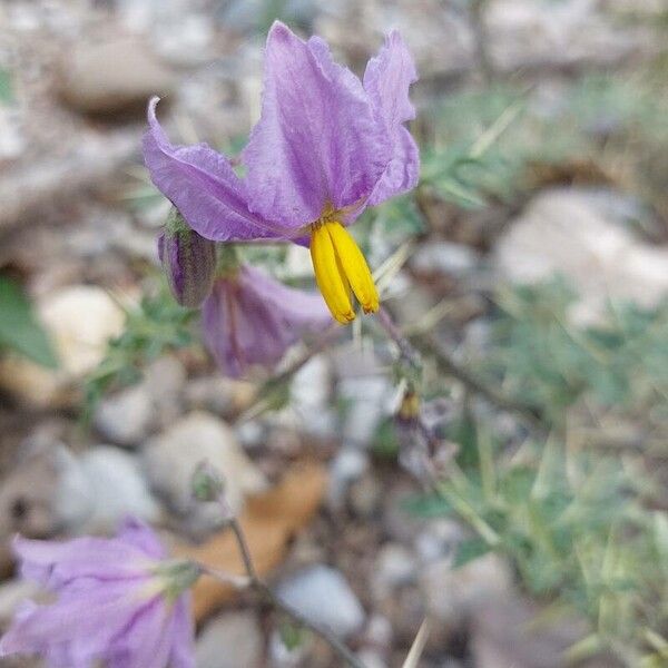 Solanum virginianum Blomma