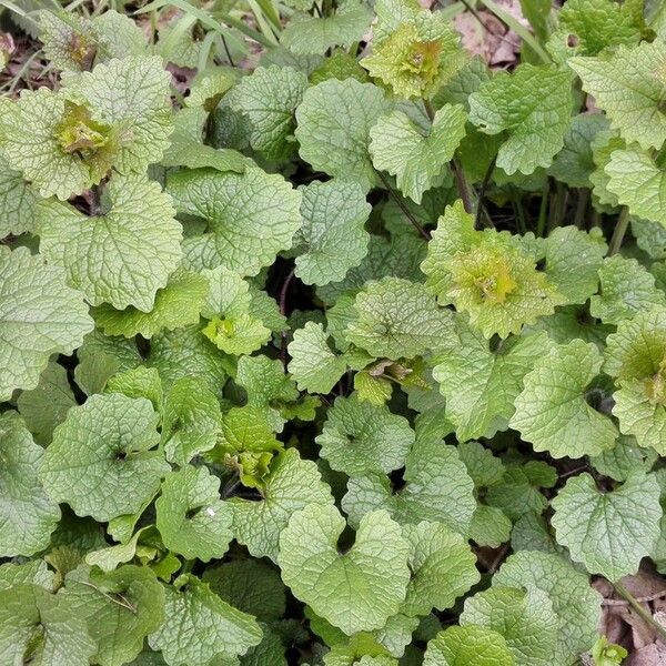 Alliaria petiolata Leaf