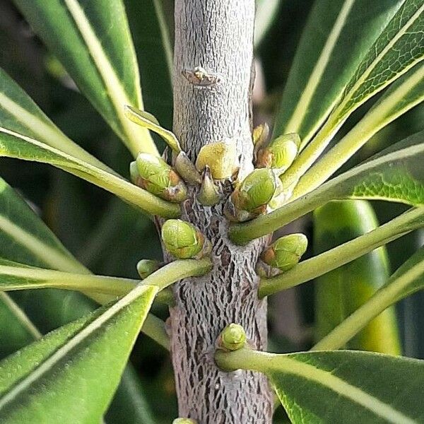 Pittosporum tobira Bark