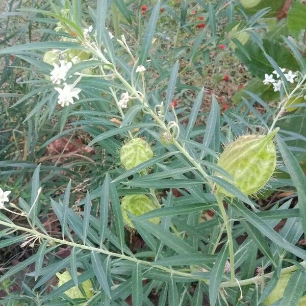 Gomphocarpus physocarpus Blad