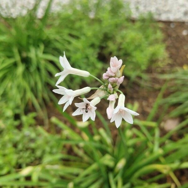 Narcissus papyraceus Fleur