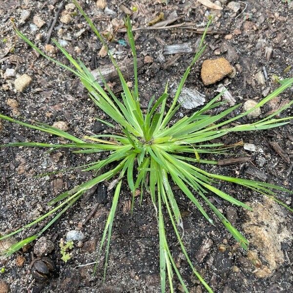 Sisyrinchium micranthum Leaf