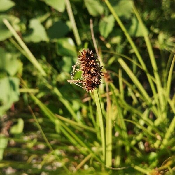 Carex vulpina Цветок