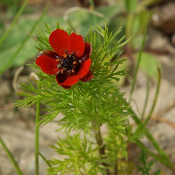 Adonis annua Листок