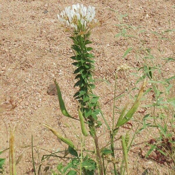 Polanisia dodecandra 整株植物