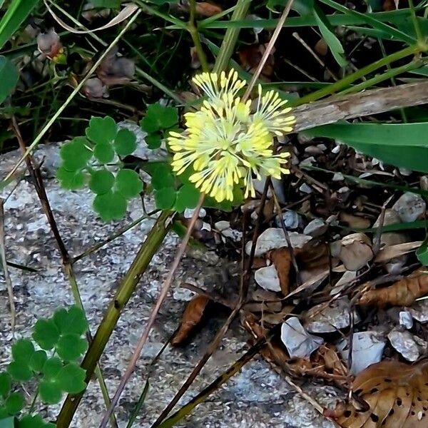 Thalictrum minus Kwiat