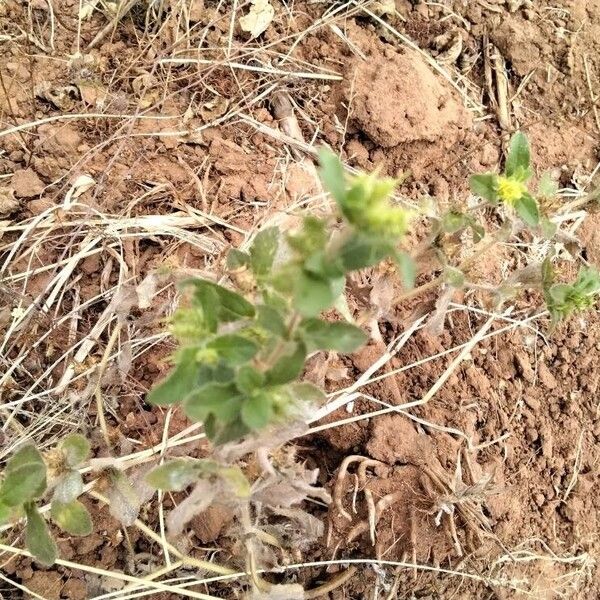 Acanthospermum hispidum Blad