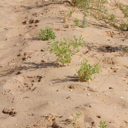 Dysphania atriplicifolia Elinympäristö