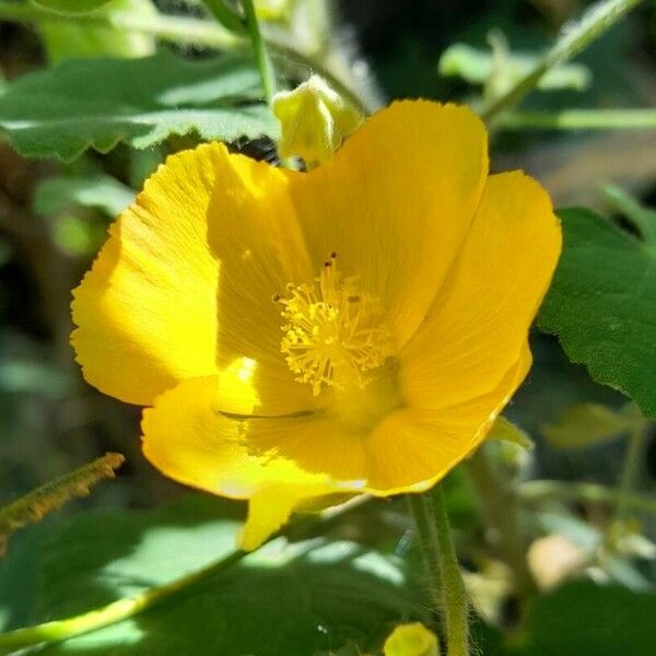 Abutilon grandifolium Blüte