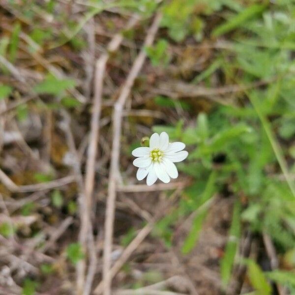 Cerastium arvense Lorea