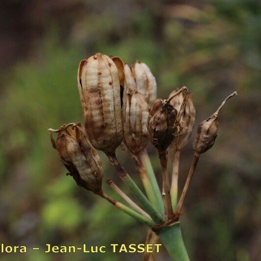 Pancratium canariense Vaisius