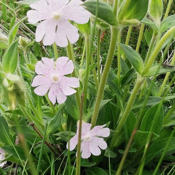 Silene × hampeana Flower