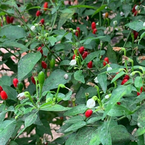 Solanum pseudocapsicum Owoc