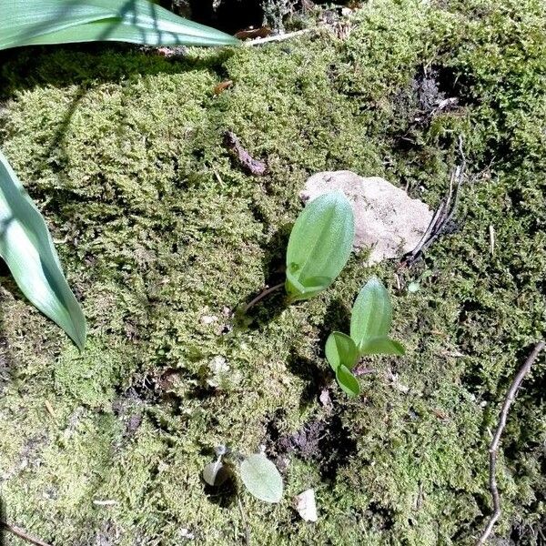 Neottia ovata Blad