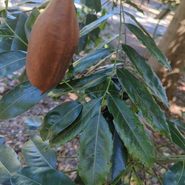 Castanospermum australe ফল