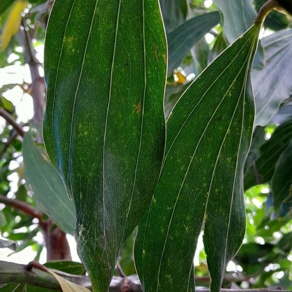 Acacia mangium Blatt
