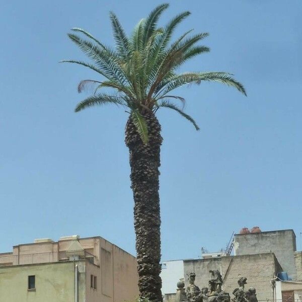 Phoenix canariensis Blatt