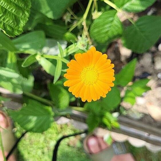 Calendula stellata Květ