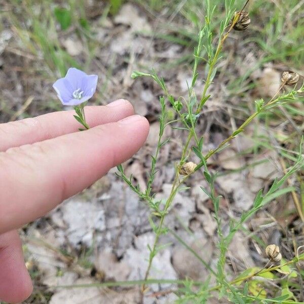 Linum pratense Кветка